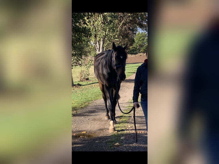 Selle Français Hongre 6 Ans 175 cm Bai brun in Zülpich