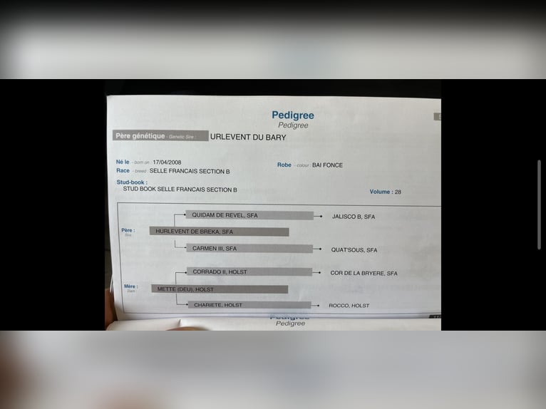 Selle Français Hongre 6 Ans 175 cm Bai brun in Zülpich