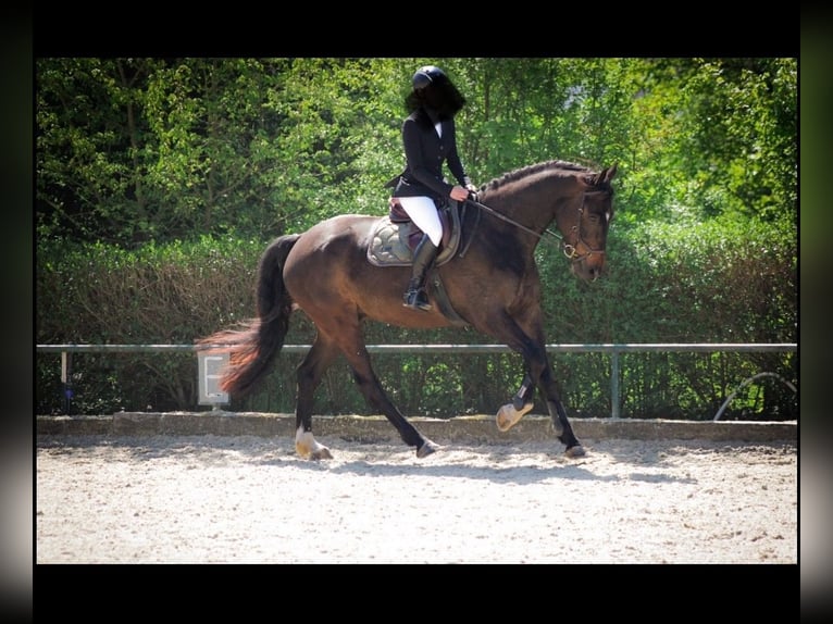 Selle Français Hongre 6 Ans 175 cm Bai brun in Zülpich