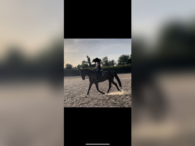 Selle Français Hongre 6 Ans 175 cm Bai brun in Zülpich