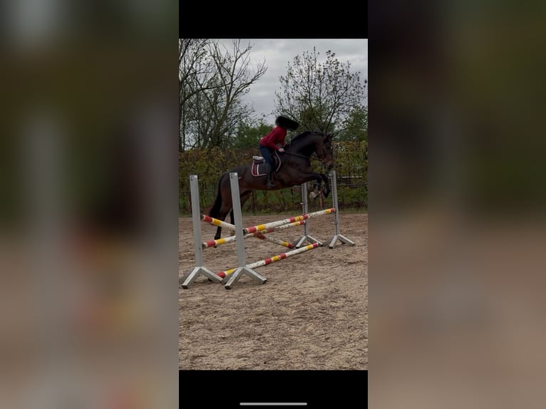 Selle Français Hongre 6 Ans 175 cm Bai brun in Zülpich