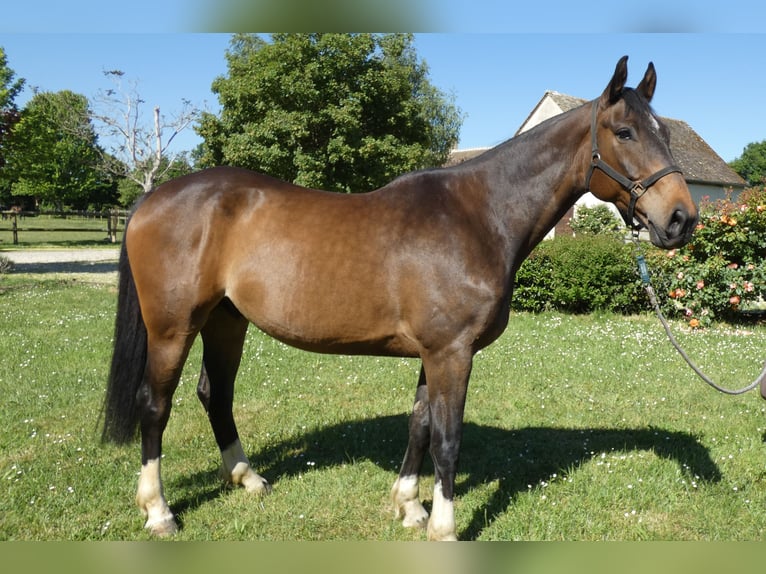Selle Français Hongre 6 Ans 175 cm Bai in BEAUFAY