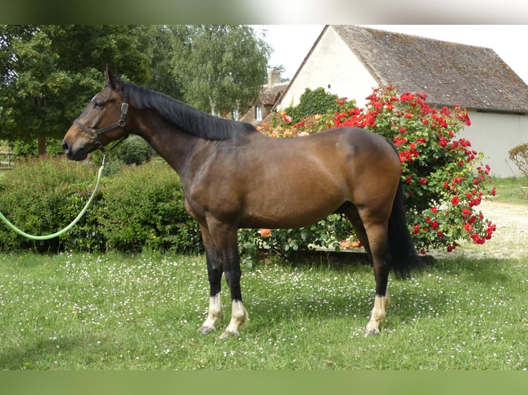 Selle Français Hongre 6 Ans 175 cm Bai in BEAUFAY