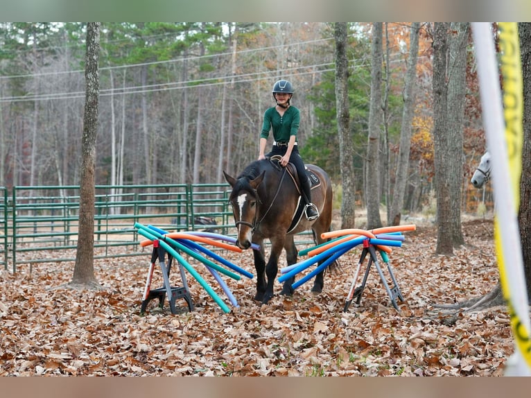 Selle Français Croisé Hongre 6 Ans Buckskin in Clover