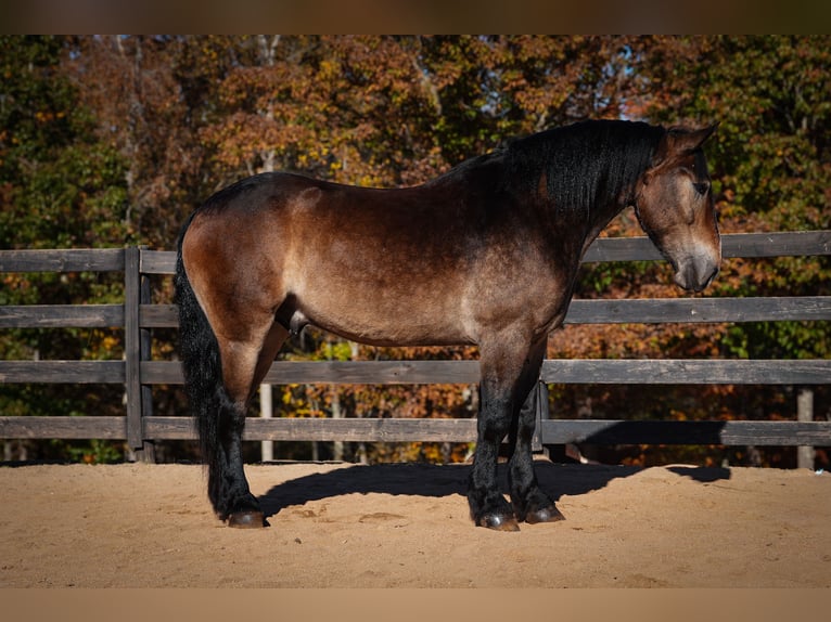 Selle Français Croisé Hongre 6 Ans Buckskin in Clover