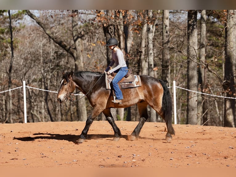Selle Français Croisé Hongre 6 Ans Buckskin in Clover