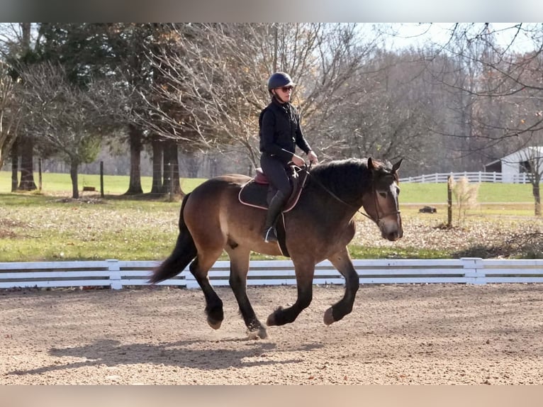 Selle Français Croisé Hongre 6 Ans Buckskin in Clover