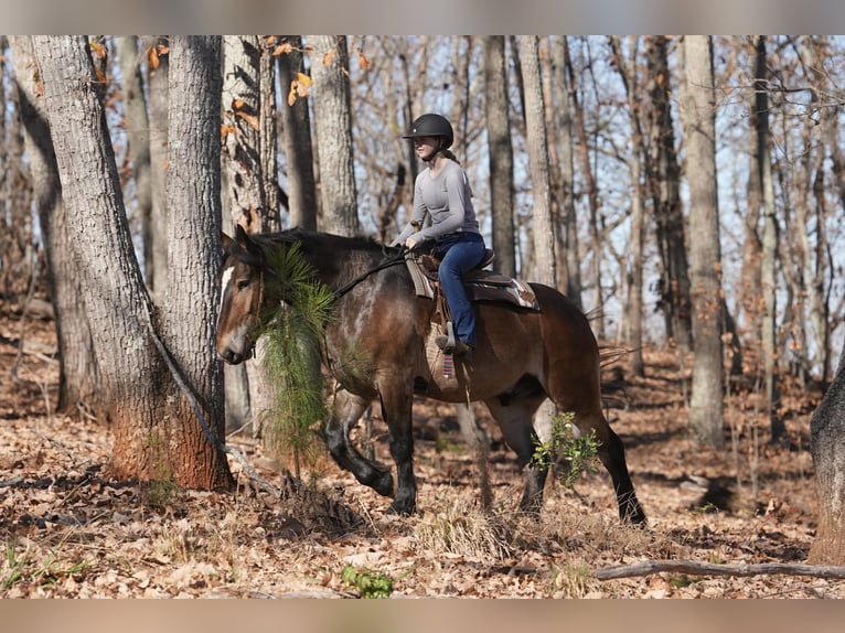 Selle Français Croisé Hongre 6 Ans Buckskin in Clover