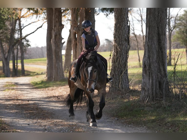 Selle Français Croisé Hongre 6 Ans Buckskin in Clover