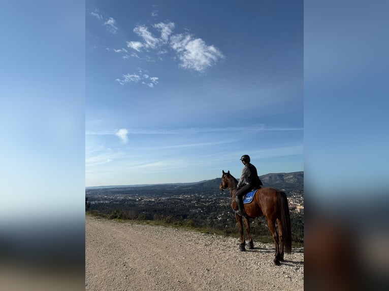 Selle Français Hongre 7 Ans 161 cm Bai in Pontarlier