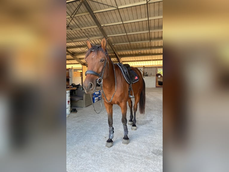 Selle Français Hongre 7 Ans 161 cm Bai in Pontarlier