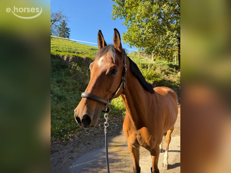 Selle Français Hongre 7 Ans 165 cm Bai in Hintermoos