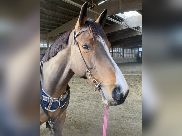 Selle Français Hongre 7 Ans 167 cm Bai in Neuried