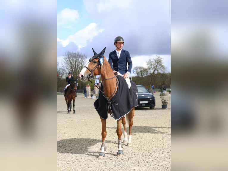 Selle Français Hongre 7 Ans 168 cm Alezan cuivré in Saint-Amand-en-Puisaye