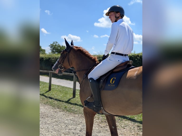 Selle Français Hongre 7 Ans 168 cm Alezan cuivré in Saint-Amand-en-Puisaye
