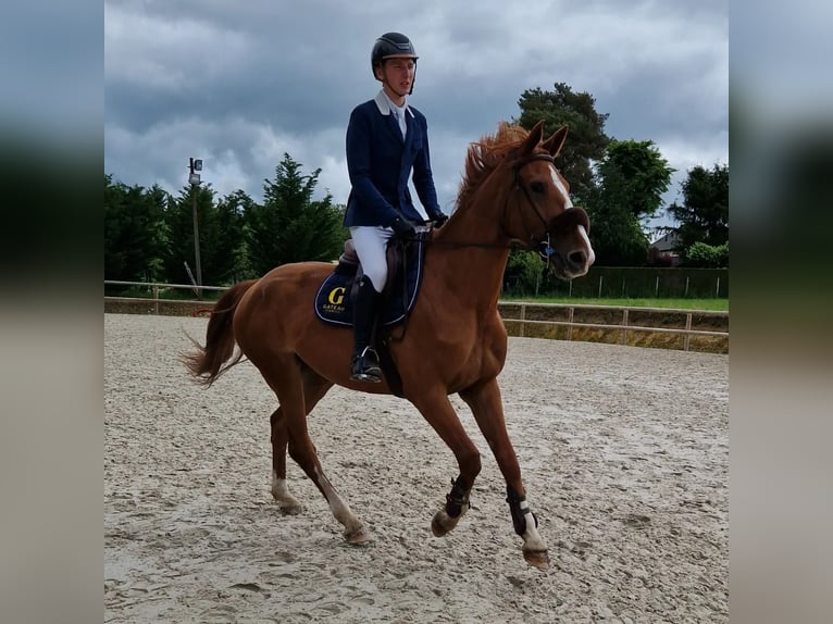 Selle Français Hongre 7 Ans 168 cm Alezan cuivré in Saint-Amand-en-Puisaye