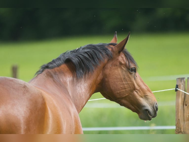 Selle Français Hongre 7 Ans 168 cm Bai in osselle routelle