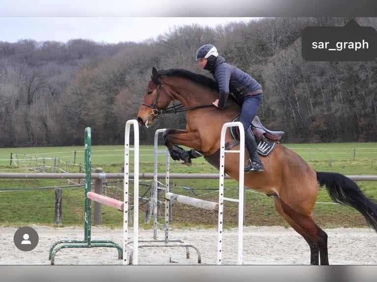 Selle Français Hongre 7 Ans 168 cm Bai in osselle routelle