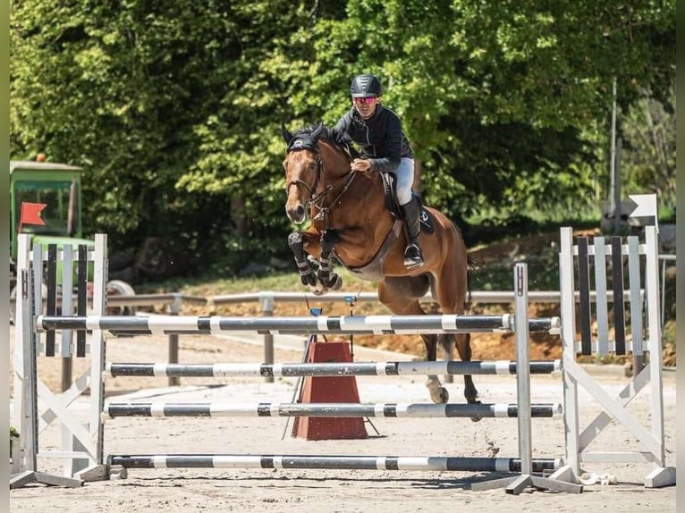 Selle Français Hongre 7 Ans 168 cm Bai in osselle routelle