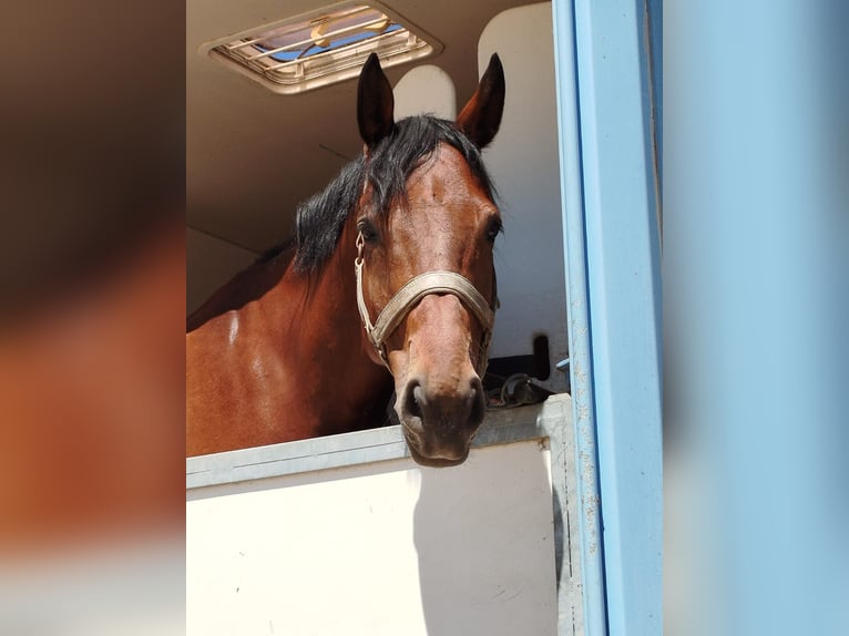Selle Français Hongre 7 Ans 168 cm Bai in osselle routelle