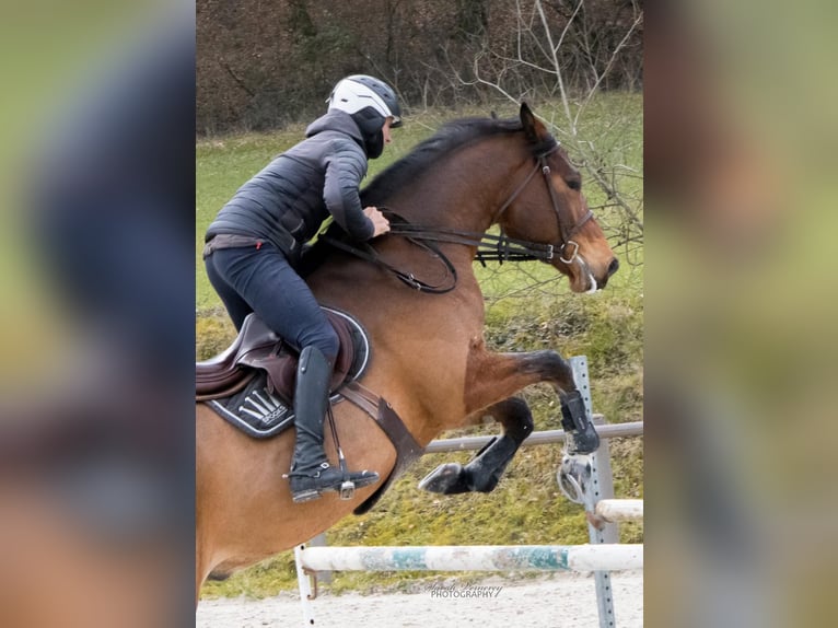 Selle Français Hongre 7 Ans 168 cm Bai in osselle routelle