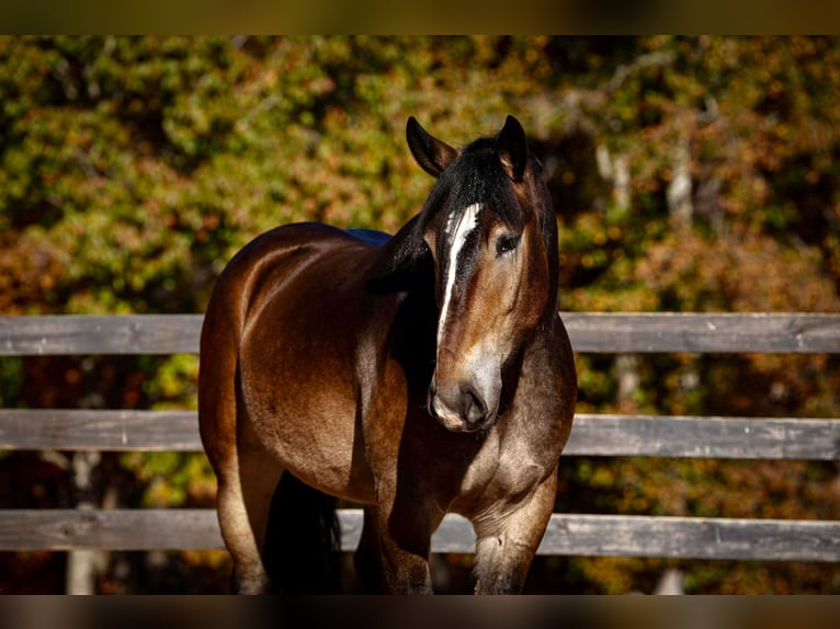 Selle Français Croisé Hongre 7 Ans 168 cm Buckskin in Clover