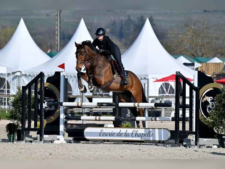 Selle Français Hongre 7 Ans 170 cm Bai in Colmar
