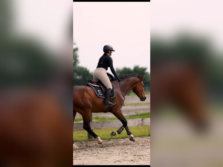 Selle Français Hongre 7 Ans 170 cm Bai in Colmar