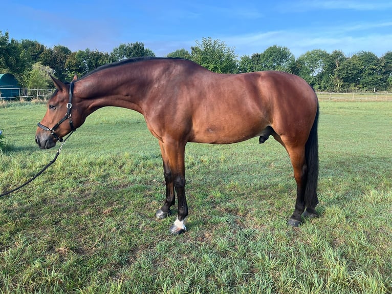 Selle Français Hongre 7 Ans 176 cm Bai in Thedinghausen