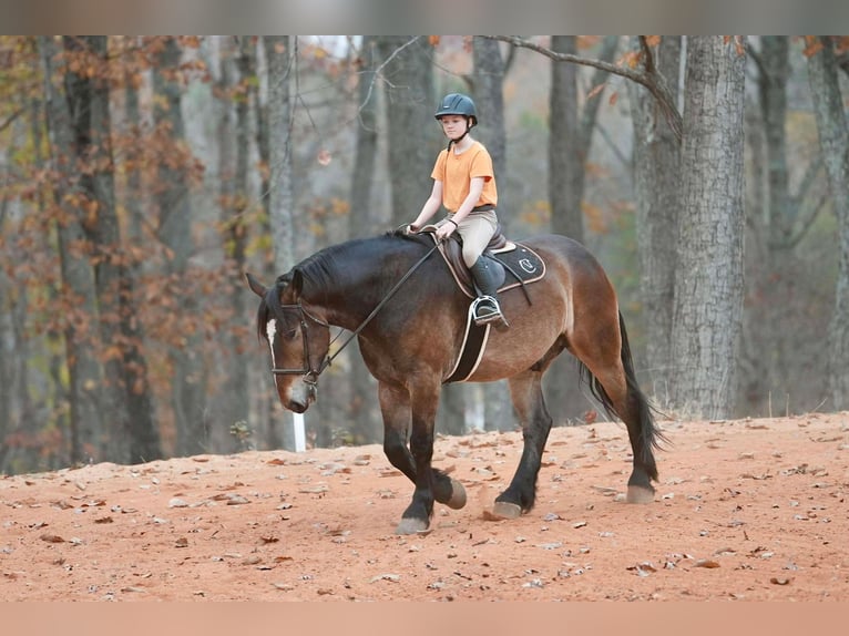Selle Français Croisé Hongre 7 Ans Buckskin in Clover