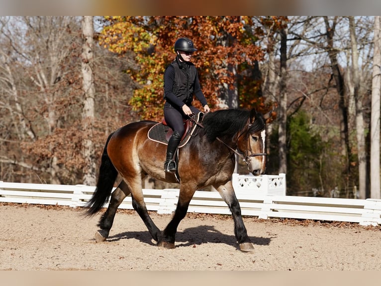 Selle Français Croisé Hongre 7 Ans Buckskin in Clover