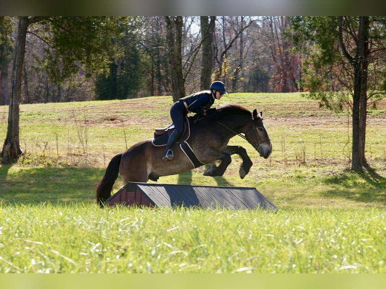 Selle Français Croisé Hongre 7 Ans Buckskin in Clover