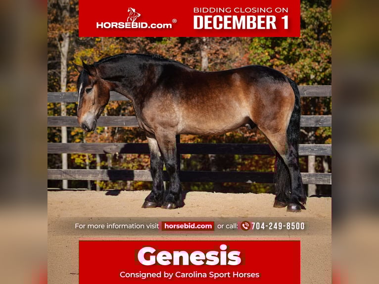 Selle Français Croisé Hongre 7 Ans Buckskin in Clover