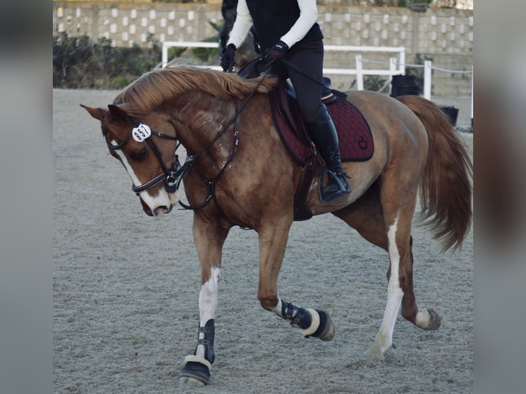 Selle Français Croisé Hongre 8 Ans 164 cm Alezan in Elne