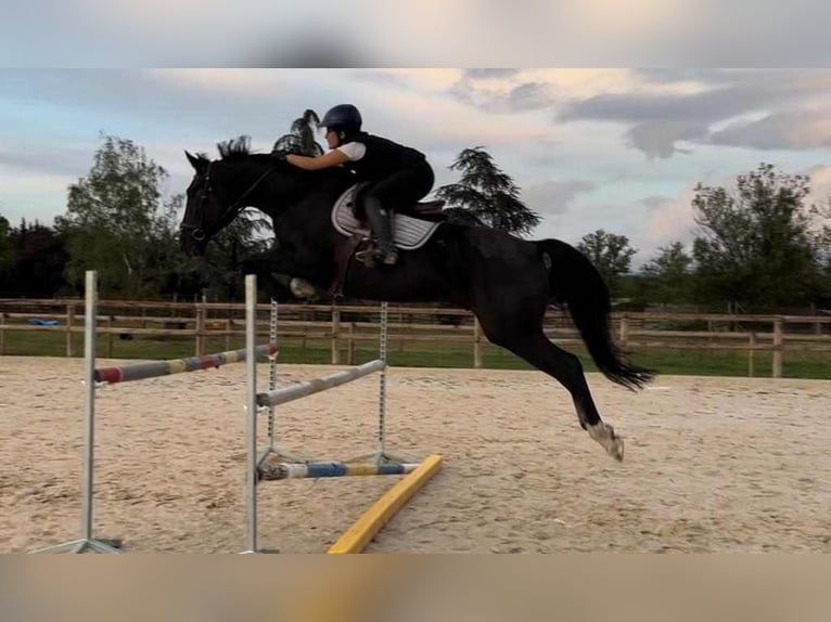 Selle Français Hongre 8 Ans 170 cm Bai brun foncé in Felletin