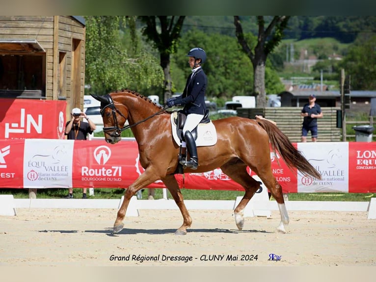 Selle Français Hongre 8 Ans 173 cm Alezan in Rancé