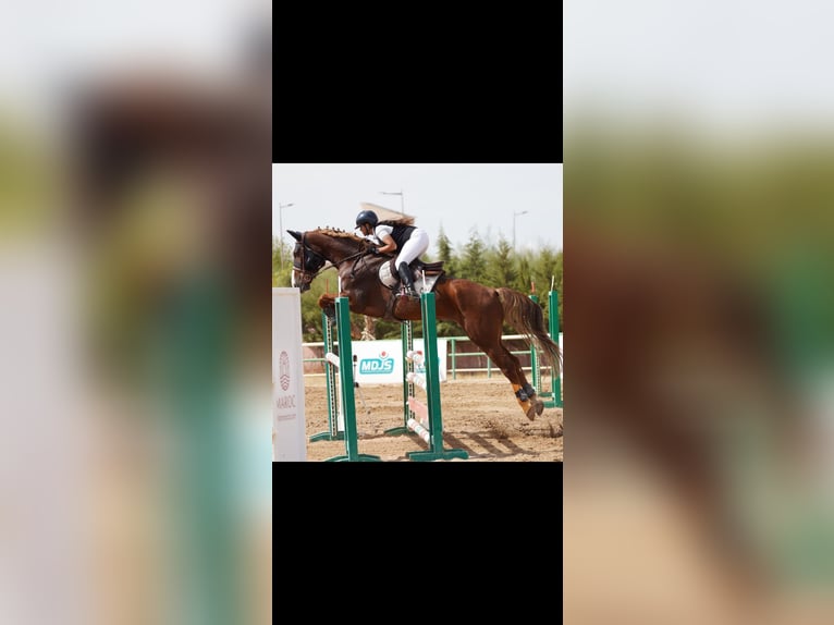 Selle Français Hongre 8 Ans 175 cm Alezan brûlé in Morocco, Tanger city