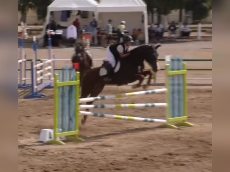 Selle Français Hongre 8 Ans 175 cm Alezan brûlé in Morocco, Tanger city