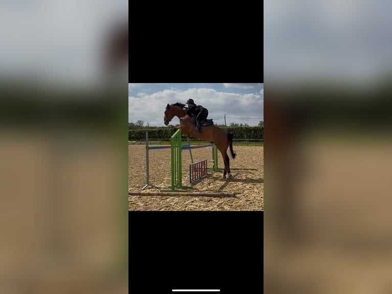 Selle Français Hongre 8 Ans 175 cm Bai in L&#xE9;signy