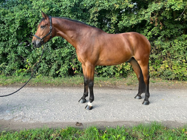 Selle Français Hongre 8 Ans 176 cm Bai in Thedinghausen