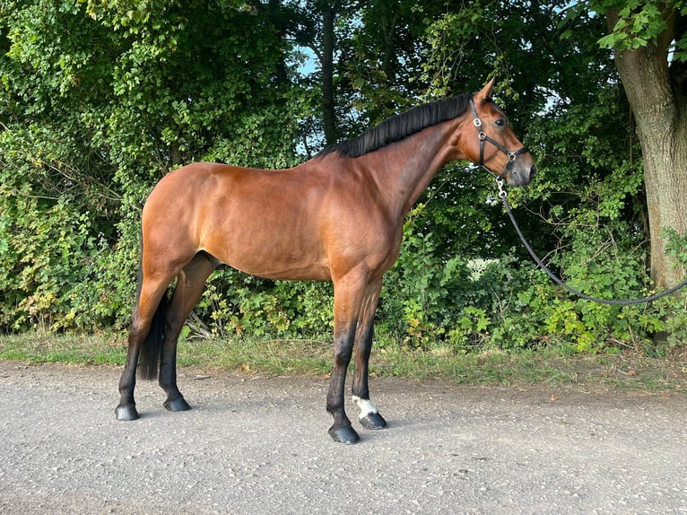 Selle Français Hongre 8 Ans 176 cm Bai in Thedinghausen