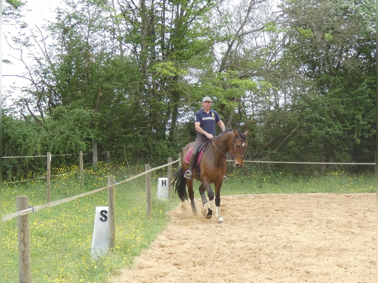 Selle Français Croisé Hongre 8 Ans 182 cm Bai brun in beaufay