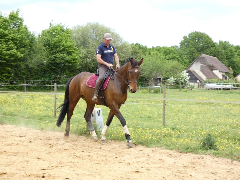 Selle Français Croisé Hongre 8 Ans 182 cm Bai brun in beaufay