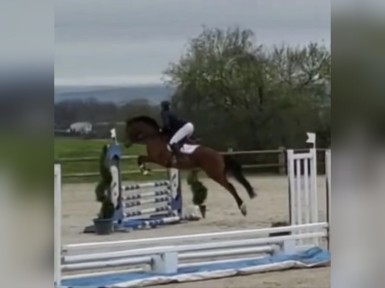 Selle Français Hongre 9 Ans 158 cm Bai in Villiers en plaine
