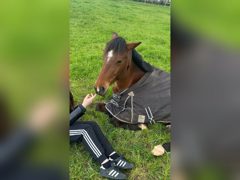 Selle Français Hongre 9 Ans 158 cm Bai in Villiers en plaine