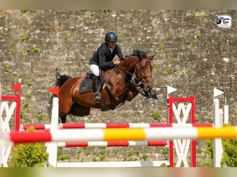 Selle Français Hongre 9 Ans 163 cm Bai in Etauliers
