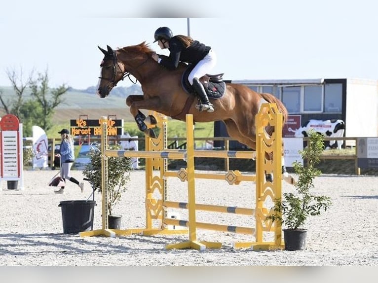 Selle Français Hongre 9 Ans 165 cm Alezan in Blodelsheim