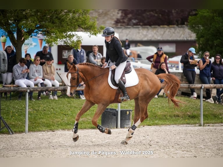 Selle Français Hongre 9 Ans 165 cm Alezan in Blodelsheim