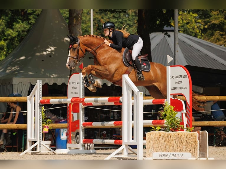 Selle Français Hongre 9 Ans 165 cm Alezan in Blodelsheim