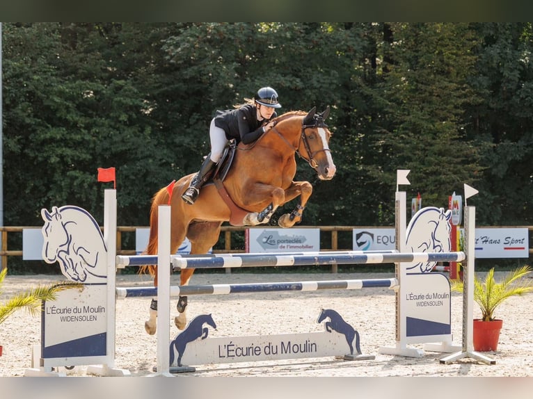 Selle Français Hongre 9 Ans 165 cm Alezan in Blodelsheim